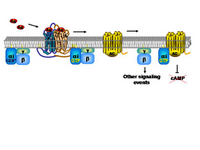 GPCR inhibition of AC PPT Slide