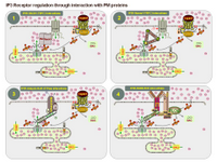 Regulation of IP3R through protein interactions PPT Slide