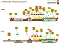 Raf1 and Braf phosphorylation PPT Slide