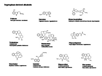 Tryptophan - derived alkaloids PPT Slide