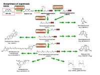 Biosynthesis of isoprenoids PPT Slide