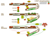 Raf1 phosphorylation and activation PPT Slide
