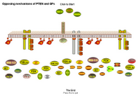 Opposing mechanisms of PTEN and GFs PPT Slide
