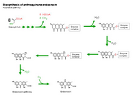 Biosynthesis of anthraquinone endocrocin PPT Slide