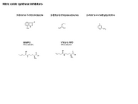 NO synthase inhibitors PPT Slide