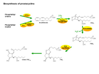 Biosynthesis of prostacyclins PPT Slide