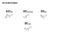 ATM and DNA-PK inhibitors PPT Slide