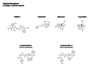 Opioid Receptors - mu selective ligands PPT Slide