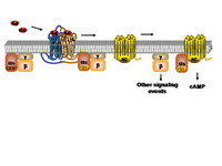 GPCR activation of AC PPT Slide