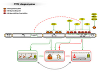 PTEN phosphorylation II PPT Slide