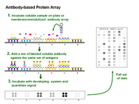 Antibody-based Protein Array PPT Slide