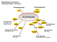 Biosynthesis of bioactive eicosanoids - Overview PPT Slide
