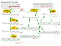 Biosynthesis of resolvins PPT Slide