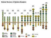 Modular representation of Cytokine Receptors PPT Slide