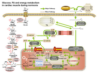 Energy metabolism in cardiac muscle PPT Slide