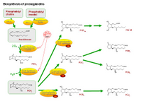 Biosynthesis of prostaglandins PPT Slide