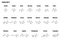 An aminoacid toolkit 2 PPT Slide