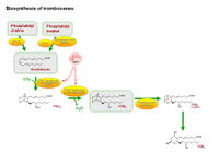 Biosynthesis of tromboxanes PPT Slide