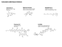 Calmodulin natural inhibitors PPT Slide