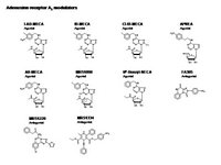 Adenosine Receptor A3 modulators PPT Slide