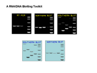 A Nucleic Acids Blotting Toolkit PPT Slide