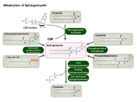 Metabolism of sphingomyelin PPT Slide