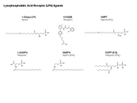 Lysophosphatidic Acid Receptor ligands PPT Slide