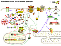 Protective mechanisms of cGMP in cardiac hypertrophy PPT Slide