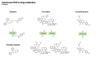 Cytochrome P450 in drug metabolism - examples PPT Slide