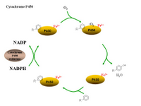 Cytochrome P450 in drug metabolism PPT Slide