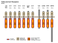 TGFbeta and ALK receptor family PPT Slide