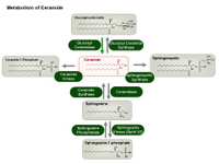 Metabolism of ceramide PPT Slide
