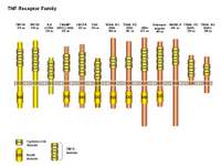 TNF receptor family PPT Slide