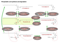 Phosphatidic acid synthesis and degradation PPT Slide