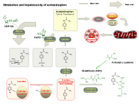 Metabolism and hepatotoxicity of acetaminophen PPT Slide