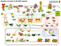 Regulation and targets of JNK MAPK signaling PPT Slide
