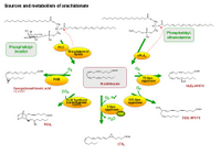 Sources and metabolism of arachidonate PPT Slide