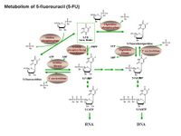 Metabolism of 5-Fluorouracil (5-FU) PPT Slide