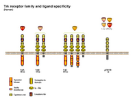 Trk receptor family and specificity PPT Slide
