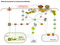 Molecular mechanisms in ischemic preconditioning PPT Slide