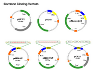 Cloning Vectors PPT Slide
