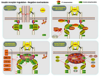 Insulin receptor regulation - Negative mechanisms PPT Slide
