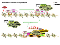 Transcriptional activation of pS2 gene by ERalpha PPT Slide