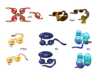 A Protein Structure Toolkit 2 PPT Slide