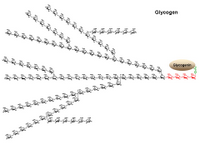 Larger glycogen structure PPT Slide