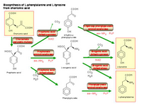 Biosynthesis of L-phenylalanine and L-tyrosine from chorismic acid PPT Slide
