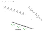 Polysaccharides III PPT Slide