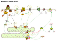 Regulation of cytosolic calcium PPT Slide