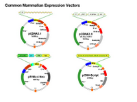 ScienceSlides: Mammalian Expression Vectors PPT