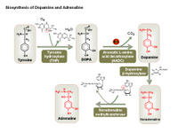 Biosynthesis of dopamine and adrenaline PPT Slide